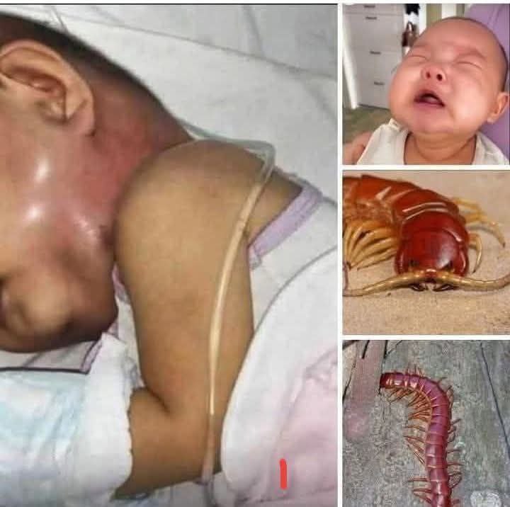 Never EVER kill a house centipede again. I had no idea….See more